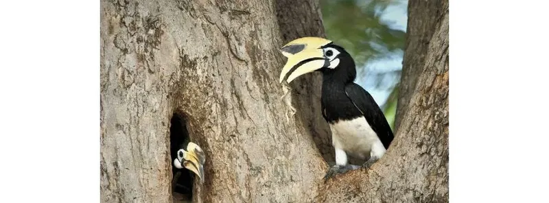 Biblical Commitment in a "Feelings First" World