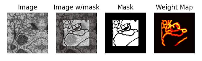 The synthesized weight map highlights the borders between cells