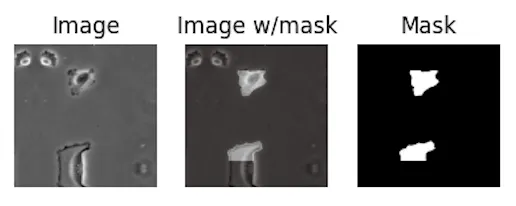 A sample from the PhC-U373 dataset, with vertical reflection