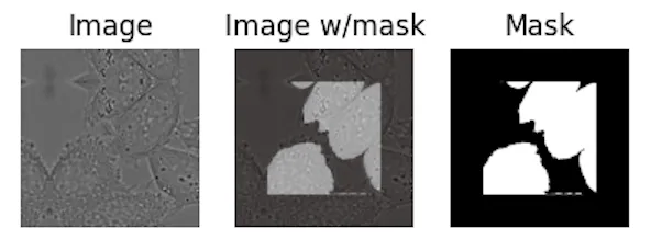 A sample from the DIC-HeLa dataset