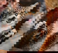 On pronunciation fossilization 