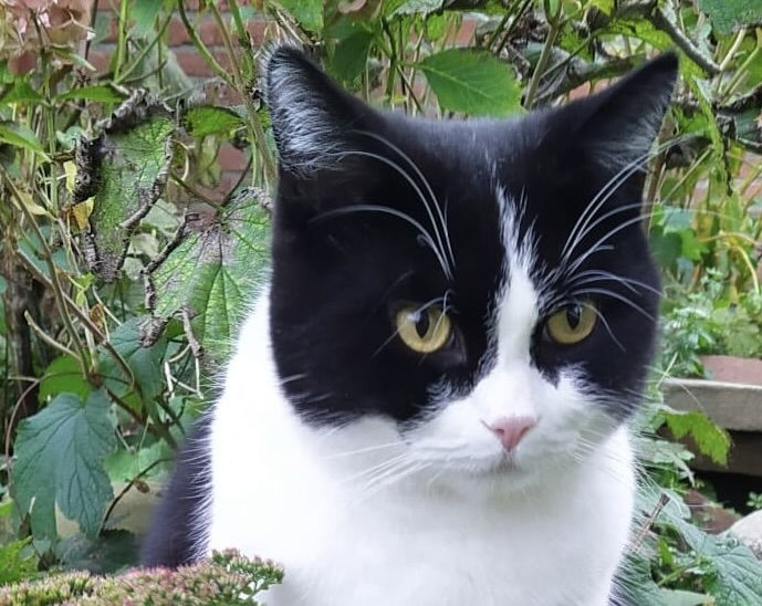 Saying goodbye to a pet