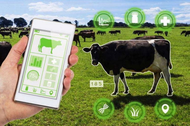 How Technology Enhances Modern Livestock Management