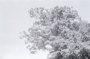 Cagar viendo memes es una de esas cosas que echaré de menos después del apocalipsis