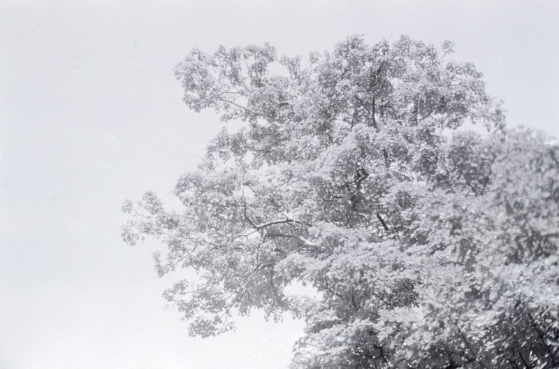 Cagar viendo memes es una de esas cosas que echaré de menos después del apocalipsis