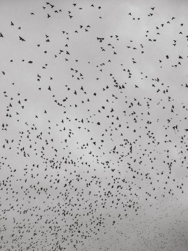 an ode to windows at night