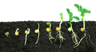 Antes de plantar, elige bien la semilla