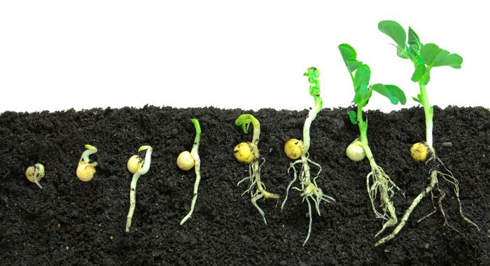 Antes de plantar, elige bien la semilla