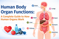 Human Body Organ Functions: A Complete Guide to How Human Organs Work
