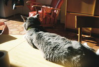 El último día de Boumba en la tierra