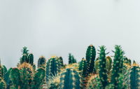 The Plant-ship Chronicles — Epic Matches for Each Unique Vibe