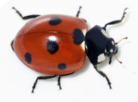 A Ladybird Pooped On Me