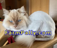 Shaved Ragdoll Cats: Advantages & Disadvantages