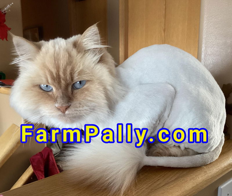 Shaved Ragdoll Cats: Advantages & Disadvantages