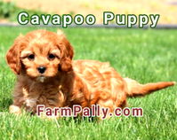 Cavapoo puppies for sale in Alabama