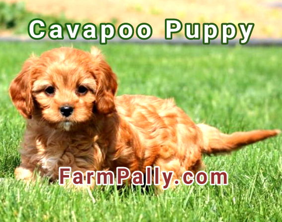 Cavapoo puppies for sale in Alabama